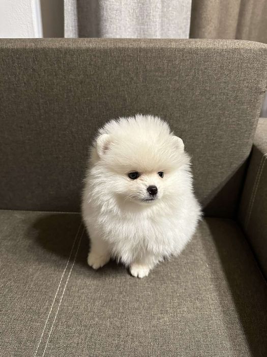 Ексклюзивний малюк ,міні Померанський Шпіц