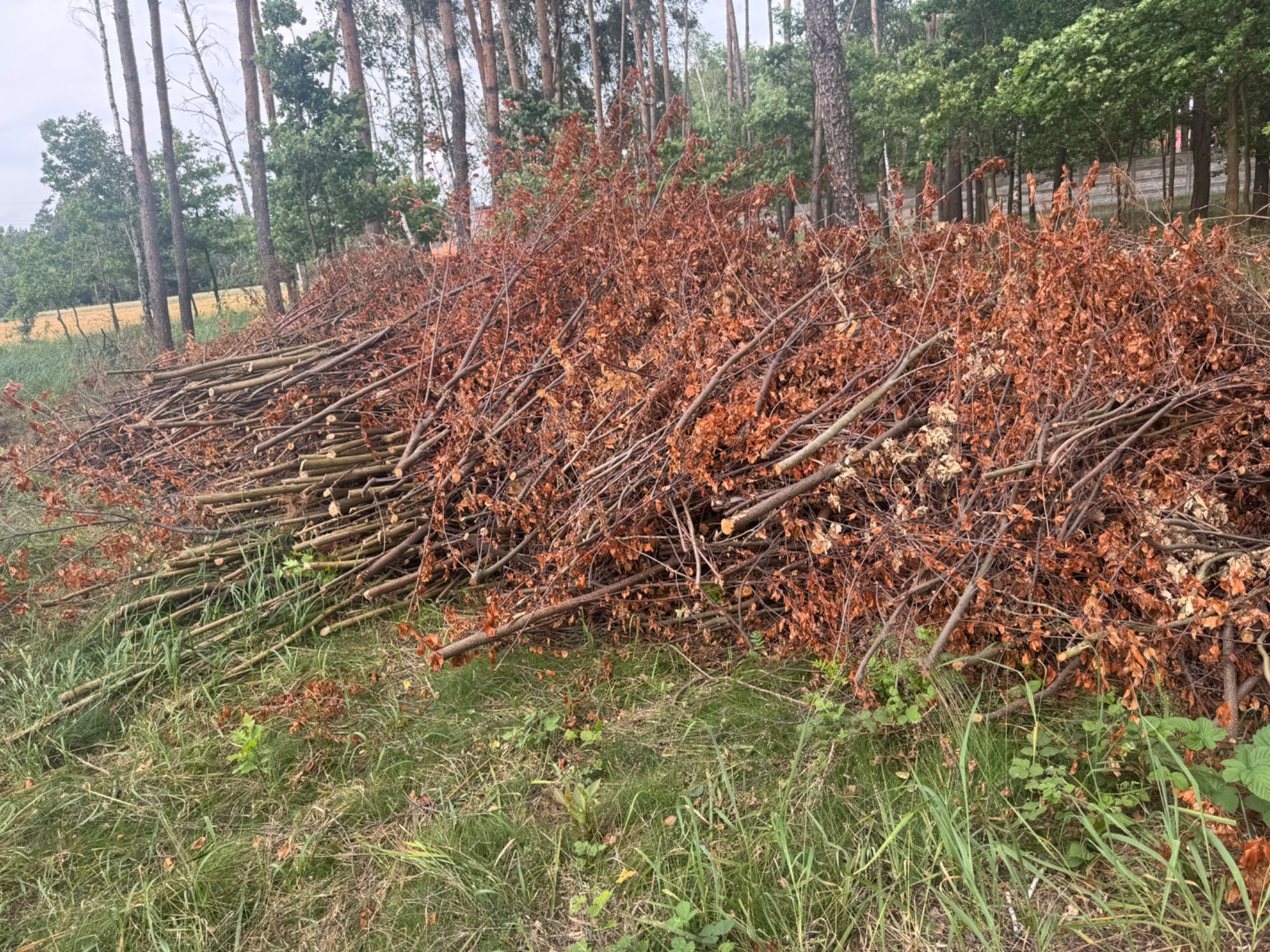 Oddam gałęzie na rębak