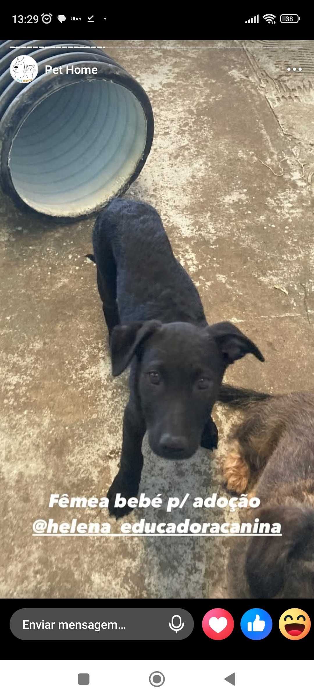 Urgente. Para adopção muito responsável.
3 bebes de 4 meses