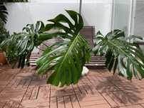 Planta Monstera deliciosa