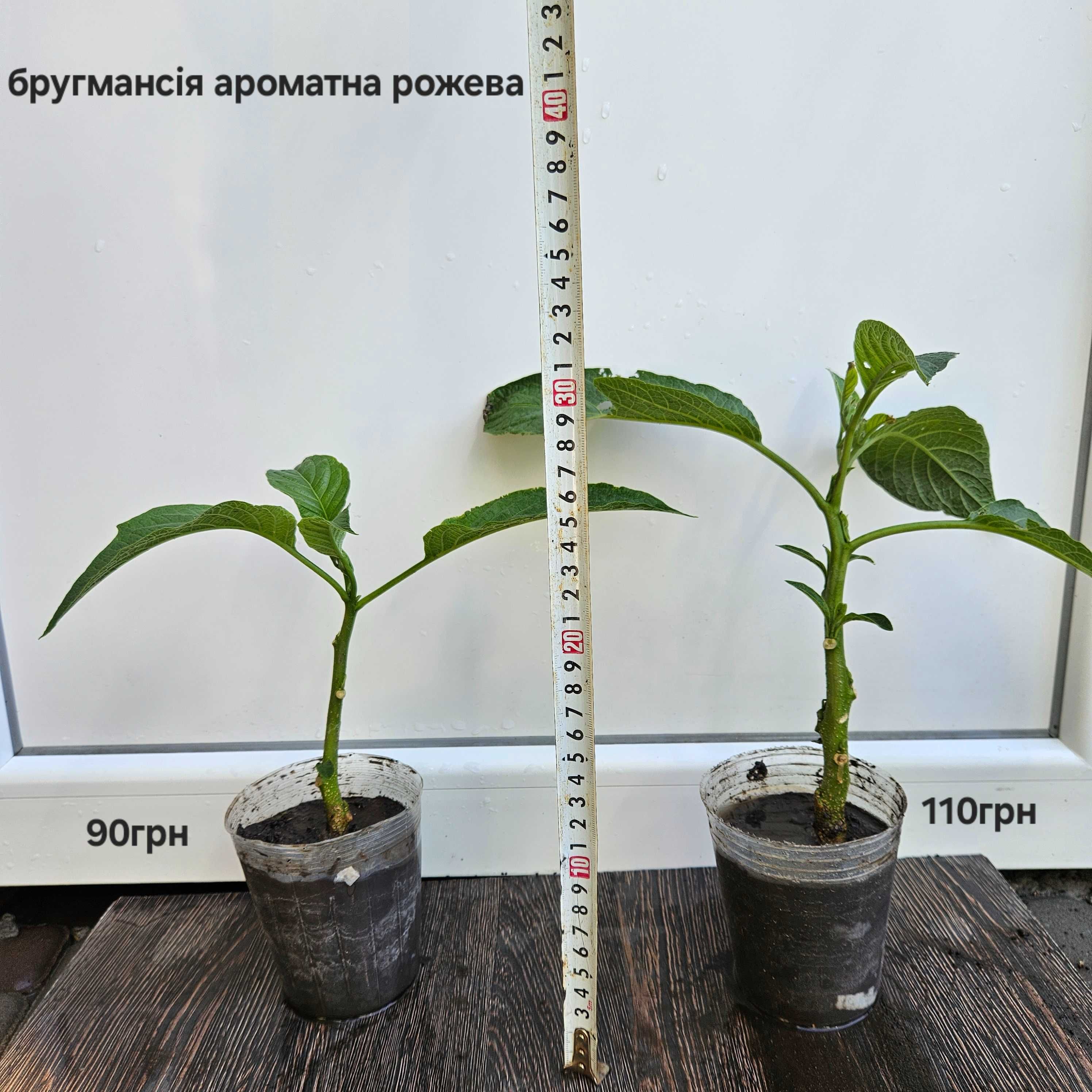 Бругмансия розовая очень ароматная Brugmansia suaveolens