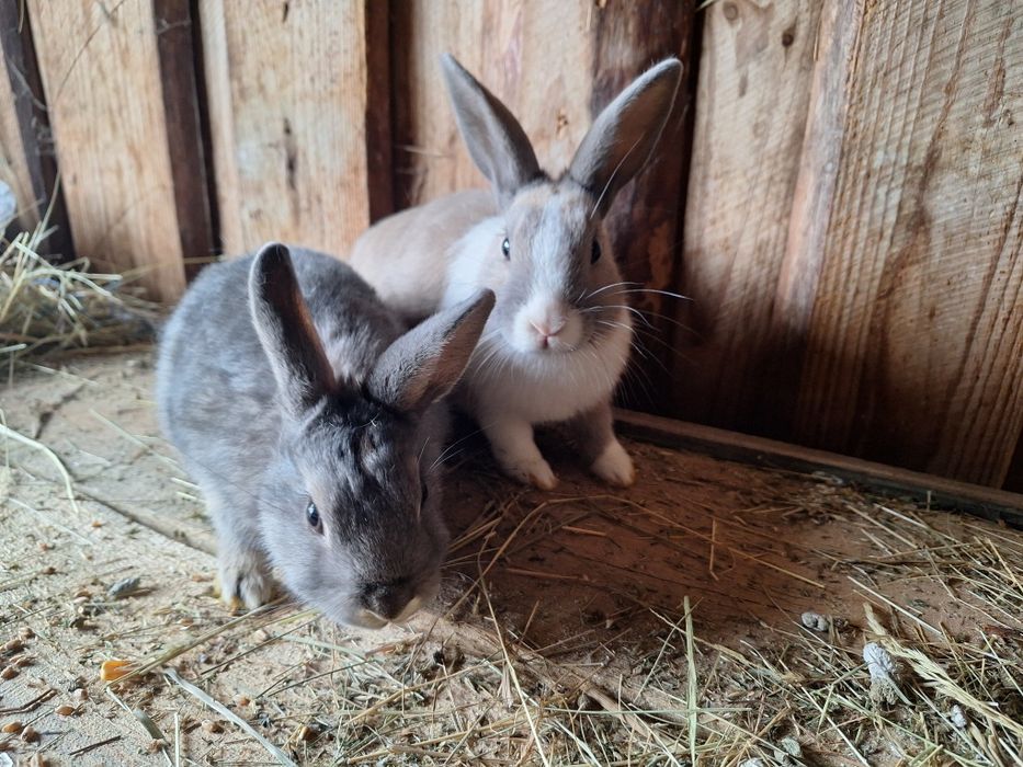 Sprzedam króliki miniaturki