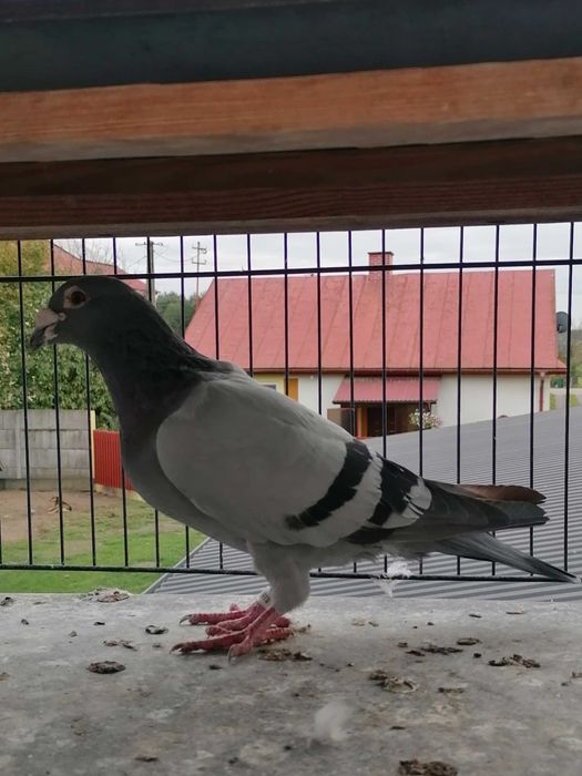 samczyk 2015 r po org.  Ejzenhofer/Marciszewski gołębie pocztowe