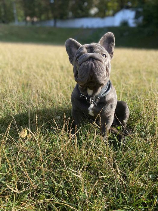 Французький бульдог Біг-Роп
