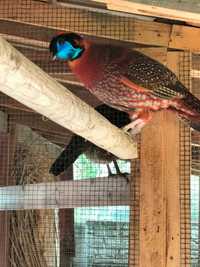 Tragopan tyminek