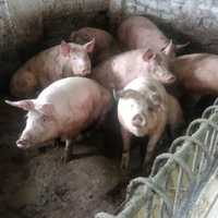 Свині та Барани 85грн/кг Живою вагою