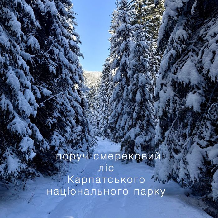 Затишний котедж на 6-8 гостей с гарним розташуванням біля лісу