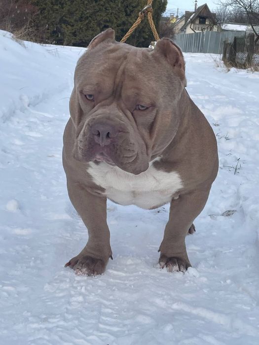 American Bully poket