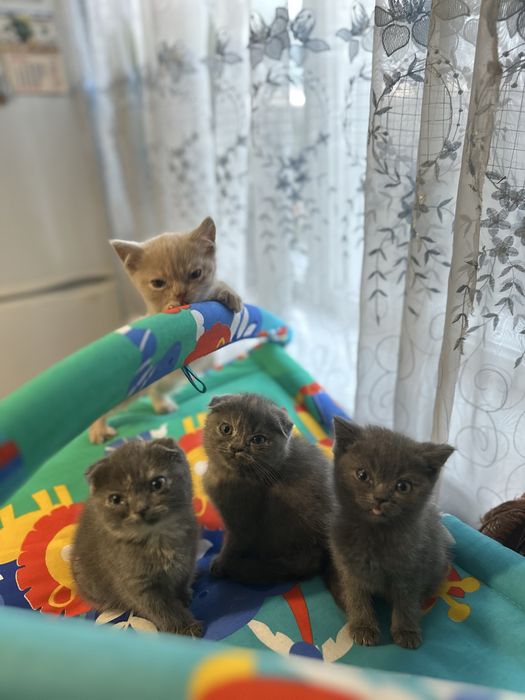 Породисті шотландські кошенята