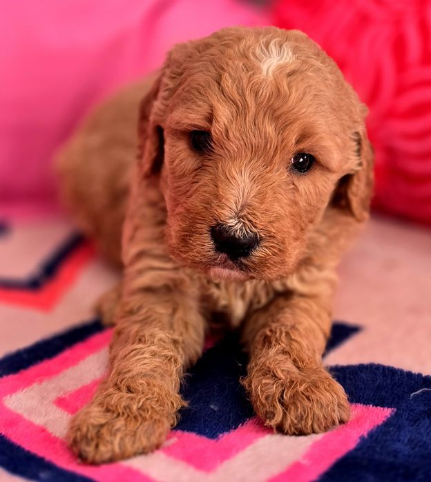 Piesek goldendoodle standard