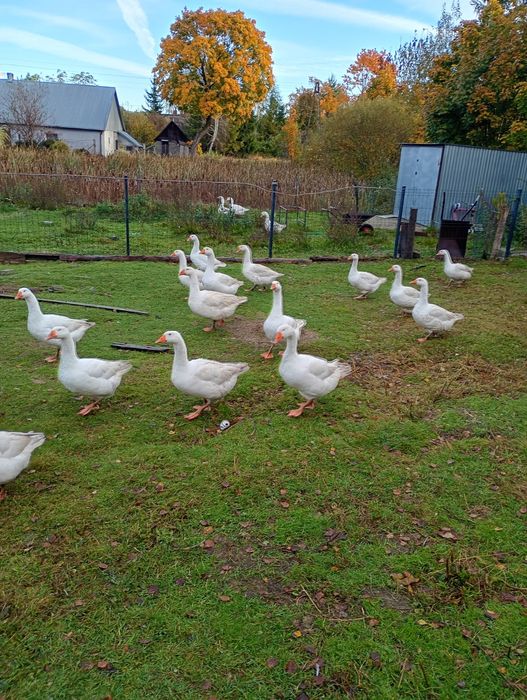Sprzedam żywe gęsi