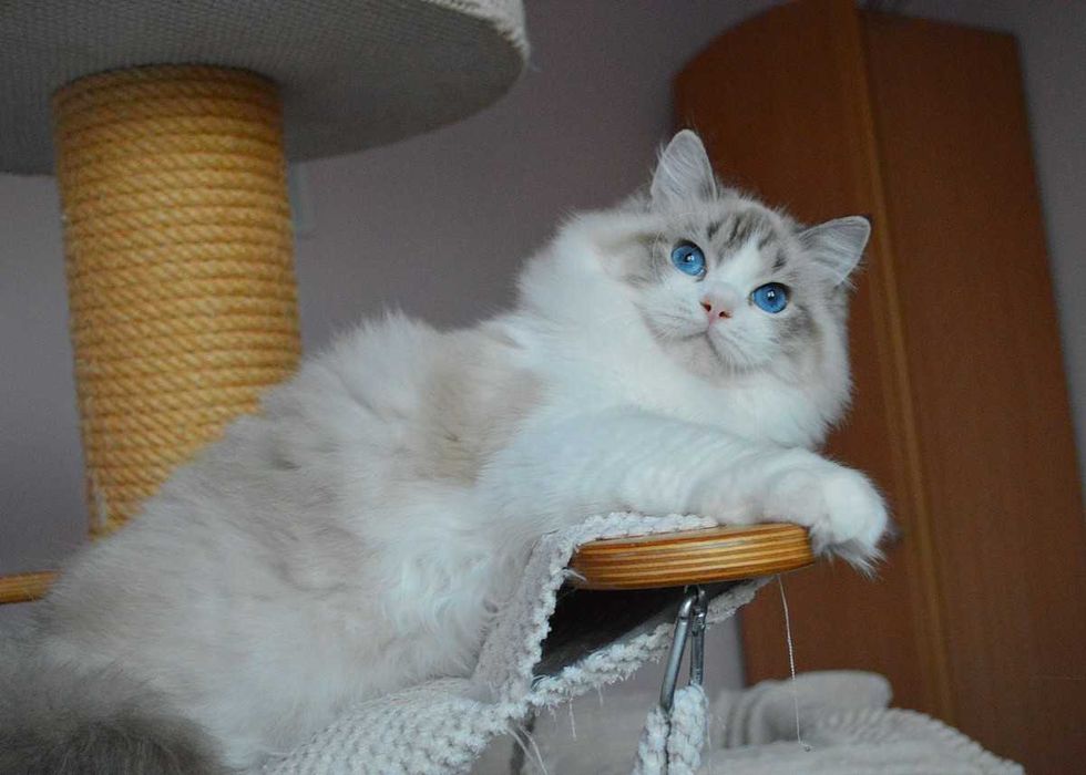 Madison,cudowna w typie koteczka wystawowo-hodowlana