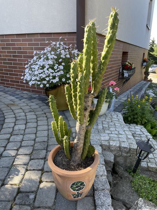 Rośliny ogrodowe agawy grubosze kaktusy opuncje