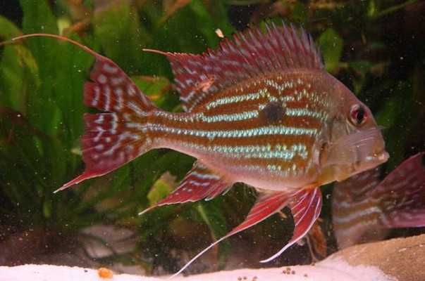 Ziemiojad winemilleri - Geophagus winemilleri - dowóz, wysyłka
