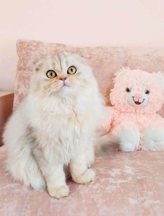 Ооочень ласковый котёночек Серебристый шиншилла фолдик