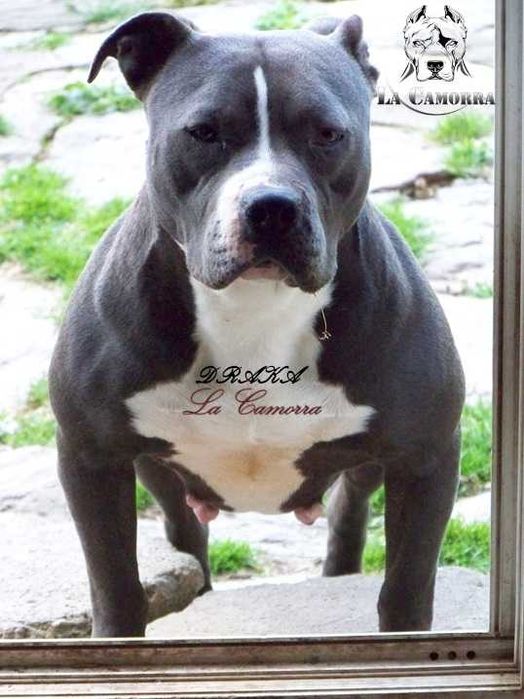 American Staffordshire Terrier Blue Amstaff Suczka