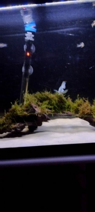 Vendo peixe andinocara puncher macho