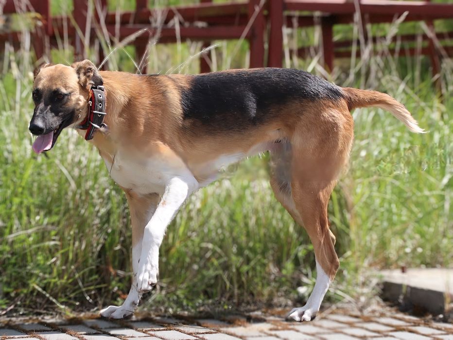 Strauss - przystojny młodzieniec szuka kochającego domu.