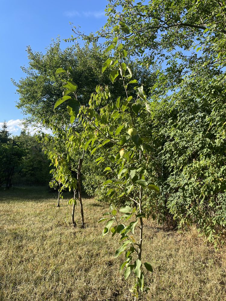 Działka ROD Warszawianka, Mokotów
