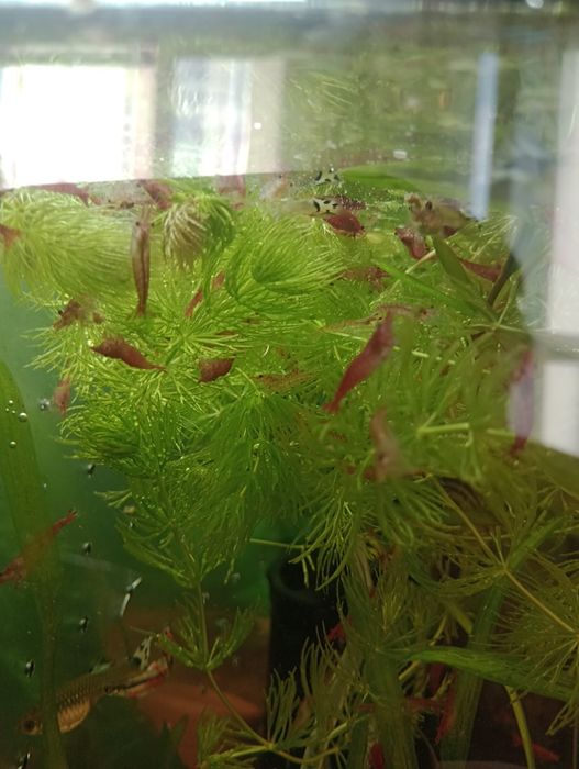 Krewetki Red Cherry   * DOROSŁE  *