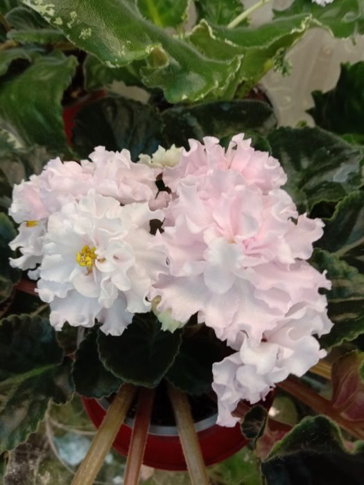 Фиалки разно цветущие