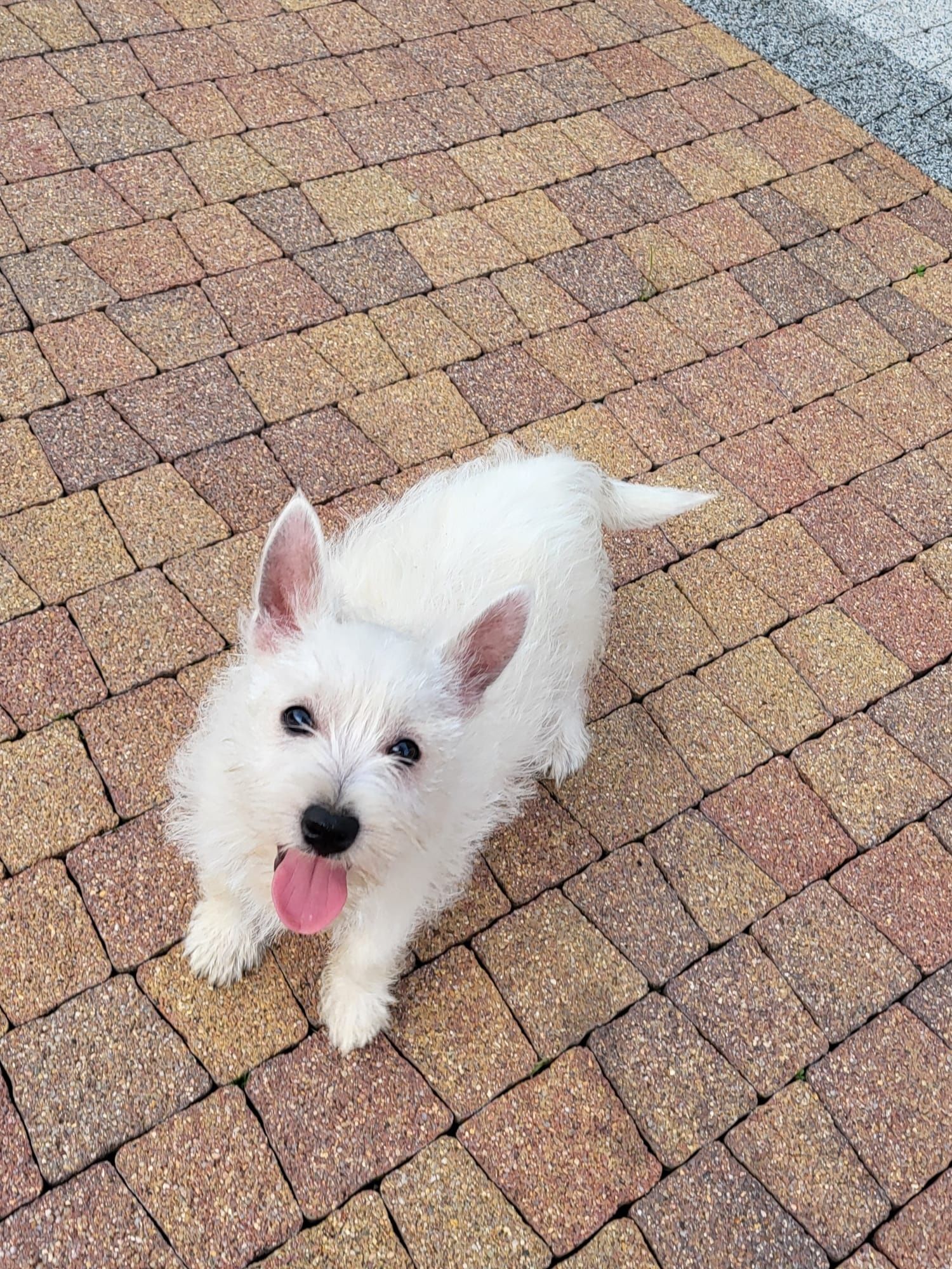 West Highland White Terrier-Suczka