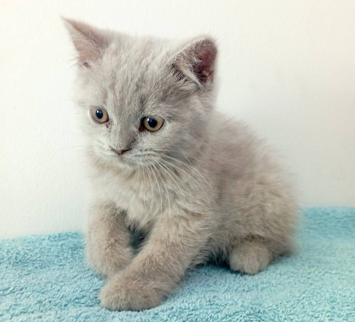 Gato Scottish Stright