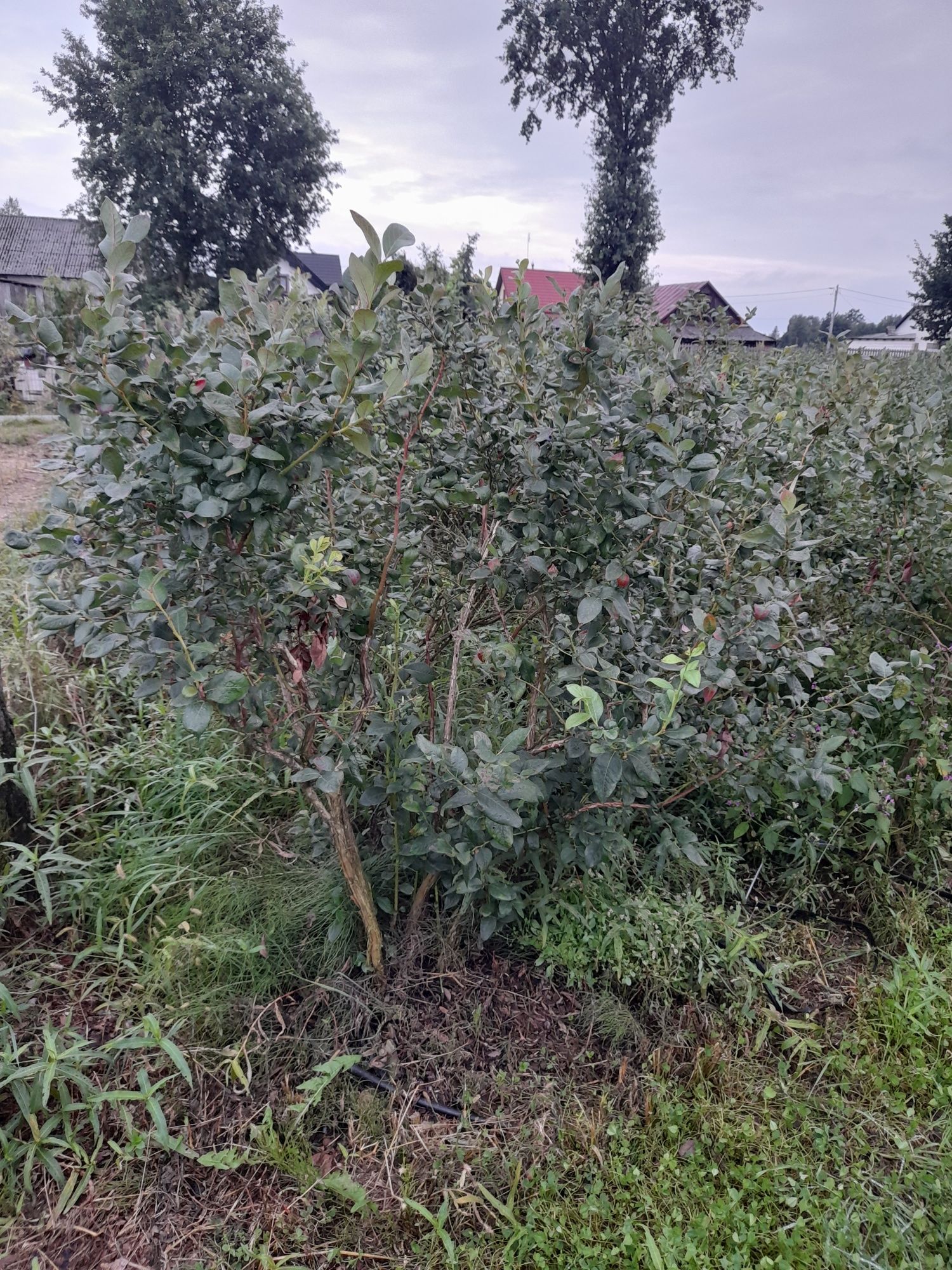 Sprzedam sadzonki borowki amerykańskiej