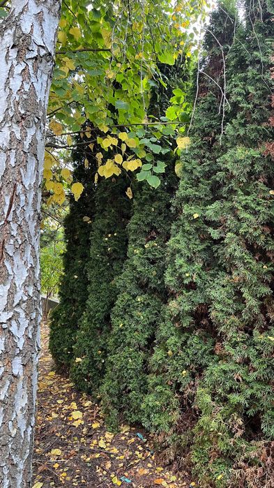 tuja szmaragd 2,5-4 m, cis pospolity, tuje, żywopłot,