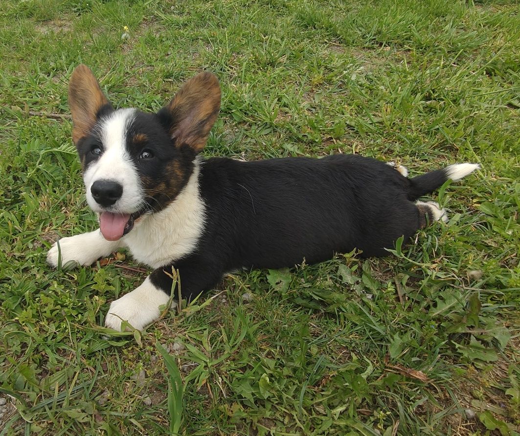 Welsh Corgi Cardigan zapowiedź- ZKwP,26 lat hodowli Rivulus FCI
