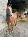 Cavalo com 5 anos de idade