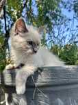 Ragdoll kotka seal mitted kot rodowód FPL Fife FCI chip wyprawka