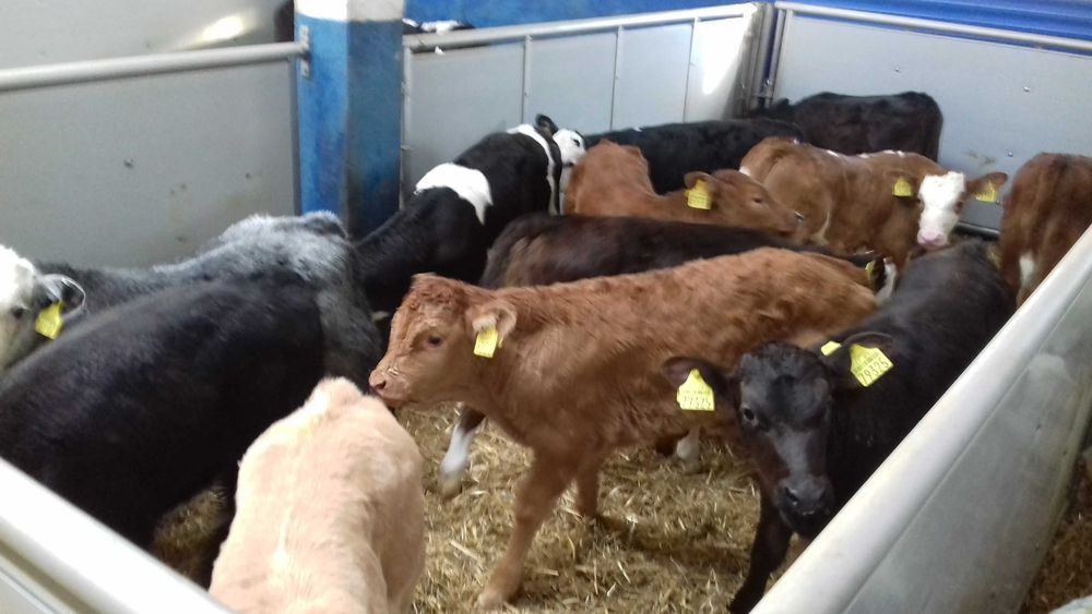 Cielęta  mięsne, MM,MS, jałówki HF na krowy, dowóz