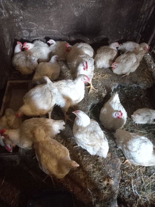 Бройлер живою вагою