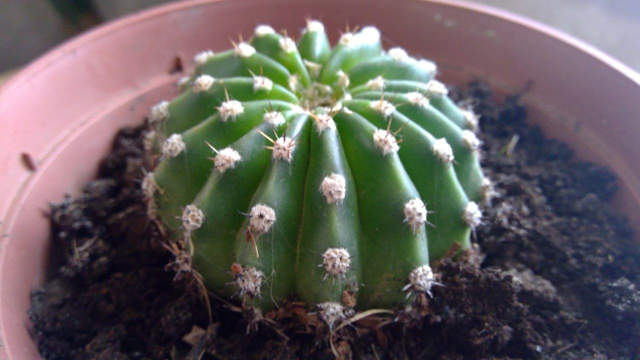 Кактус Ехінопсис Ейрієза (Echinopsis eyriesii).