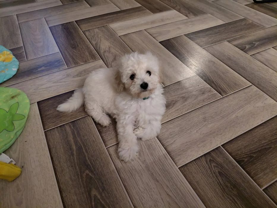 Ексклюзивний білий Мальтипу