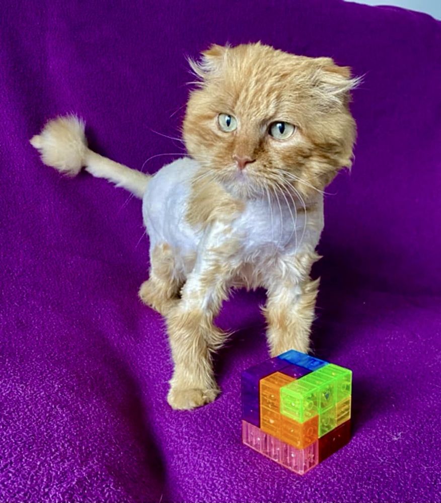 Котики шукають родину