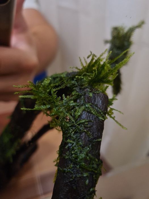 Korzeń Dark Wood z życiem, piękna tekstura drewna, doda uroku akwarium