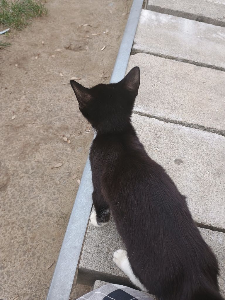 kotek do oddania