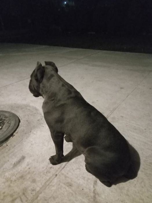 Кане корсо для вʼязки