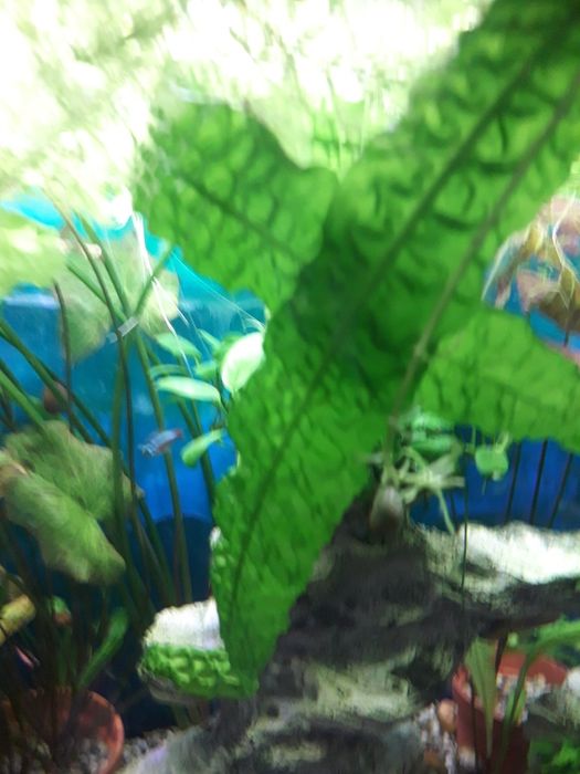 Kryptokoryna karbowana