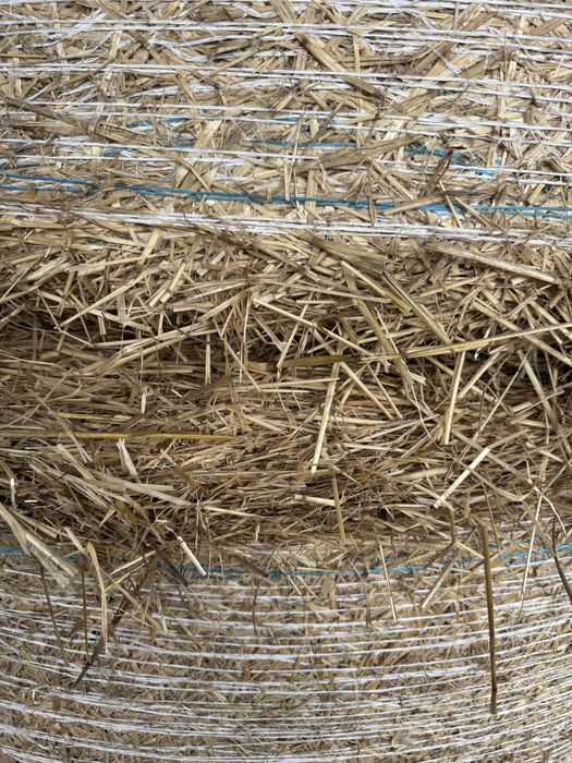 Feno/palha de azevem