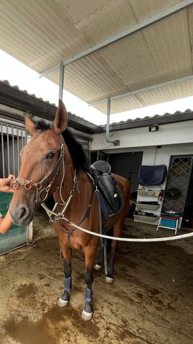 Égua cruzada lusitana
