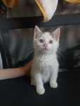 Teo - koci maluszek do adopcji!