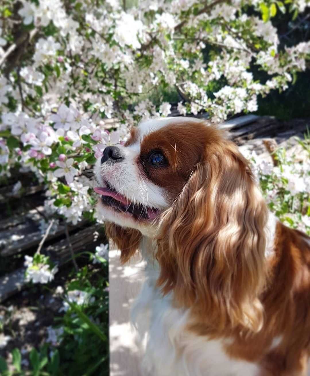 Cavalier King Charles Spaniel FCI ZKWP