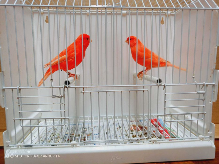 Vendo canários apartir de 10€