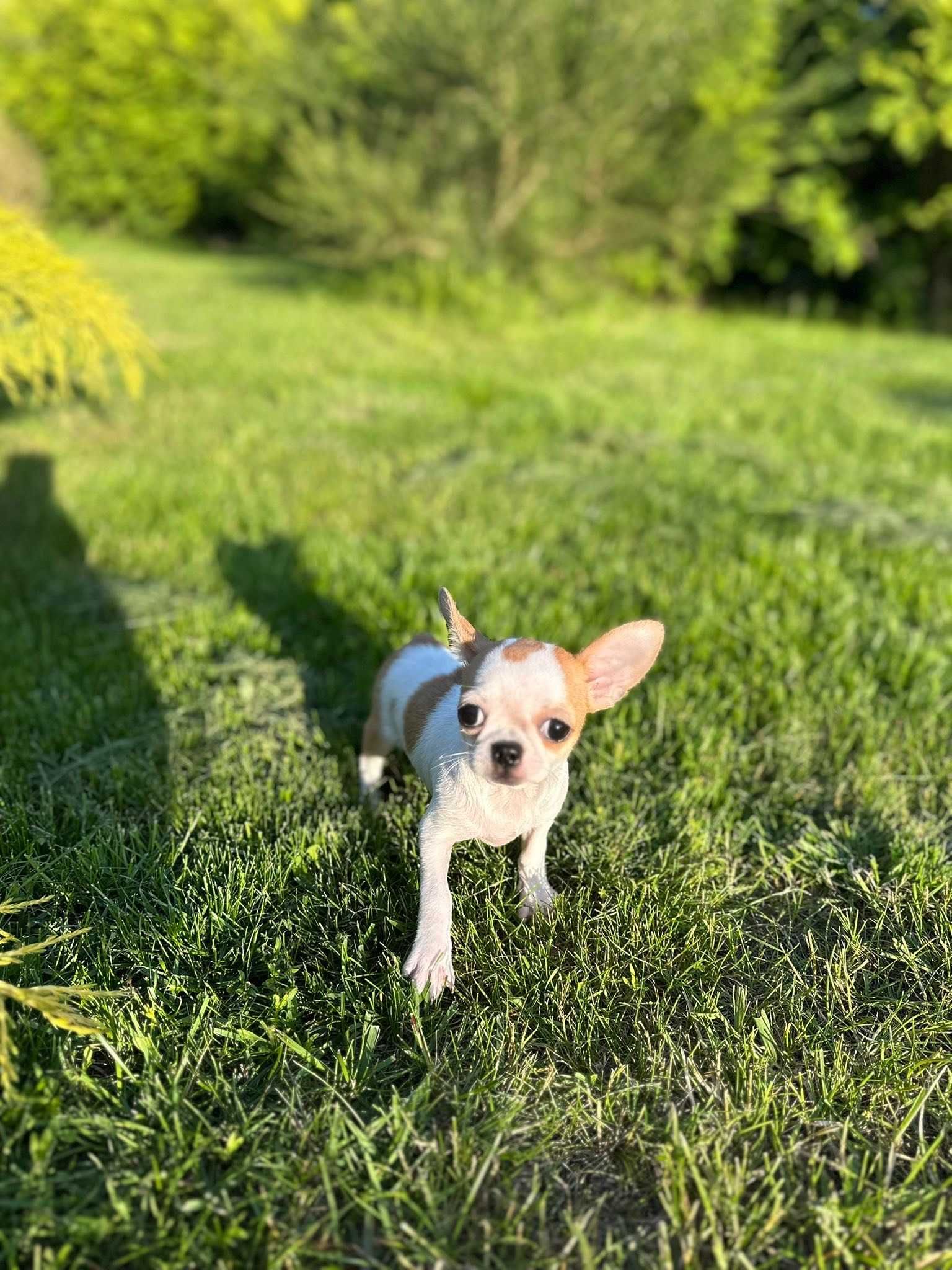 Chihuahua śliczny malutki chłopczyk