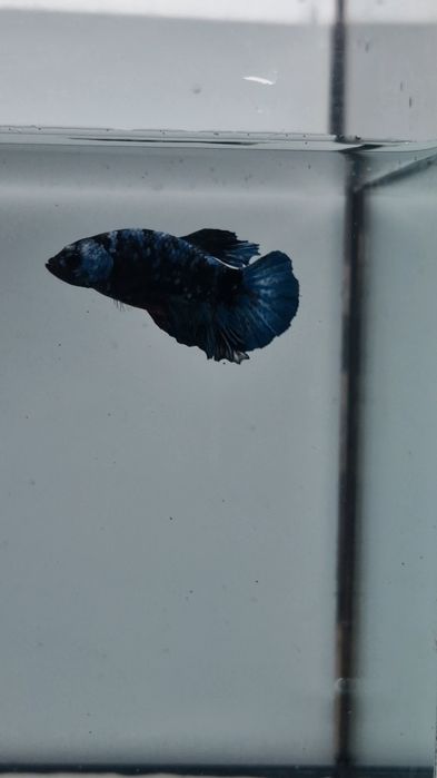 Півники власного розведення