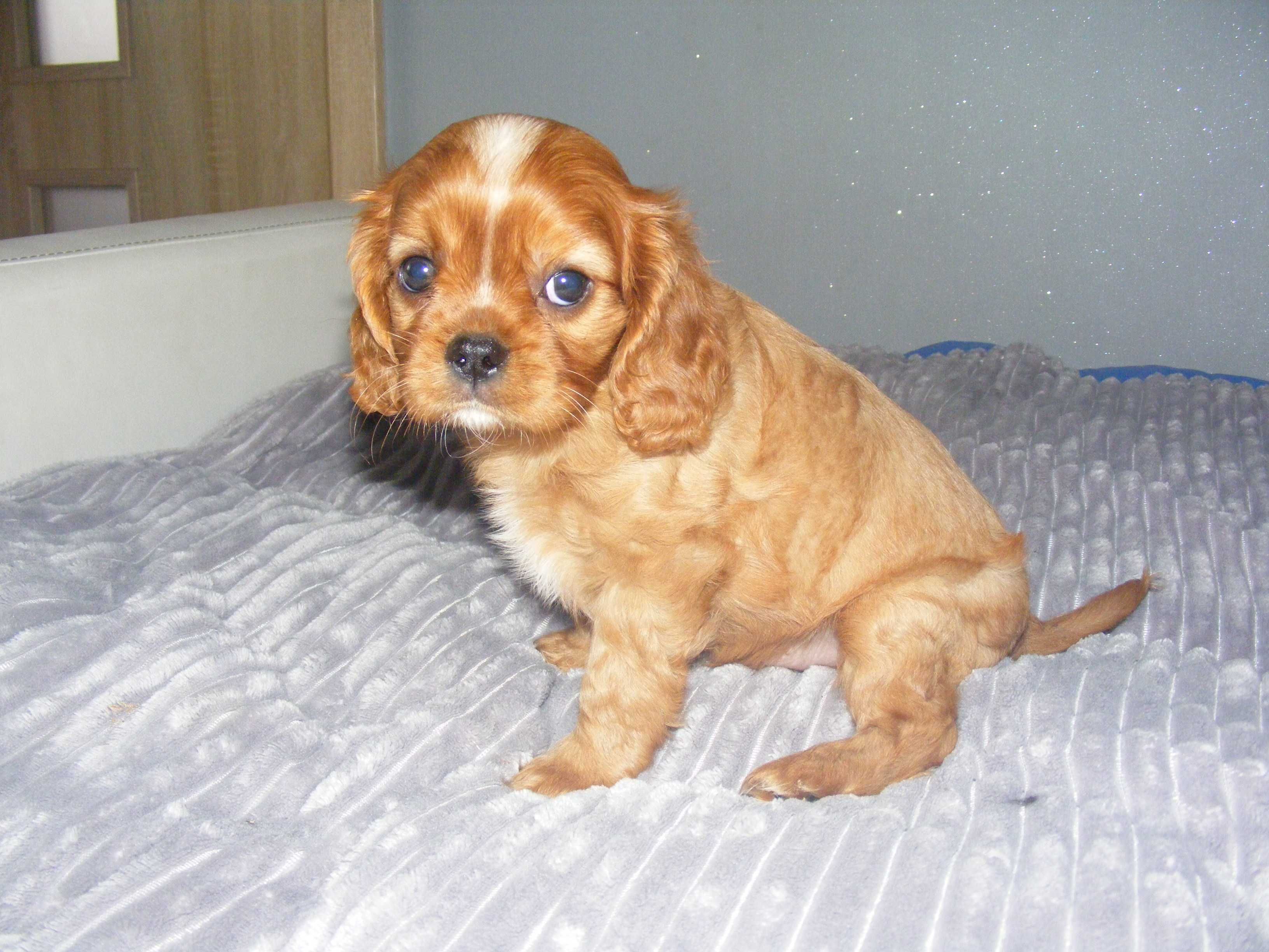 Śliczny piesek Cavalier Spaniel z Rodowodem Gotowy do odbioru