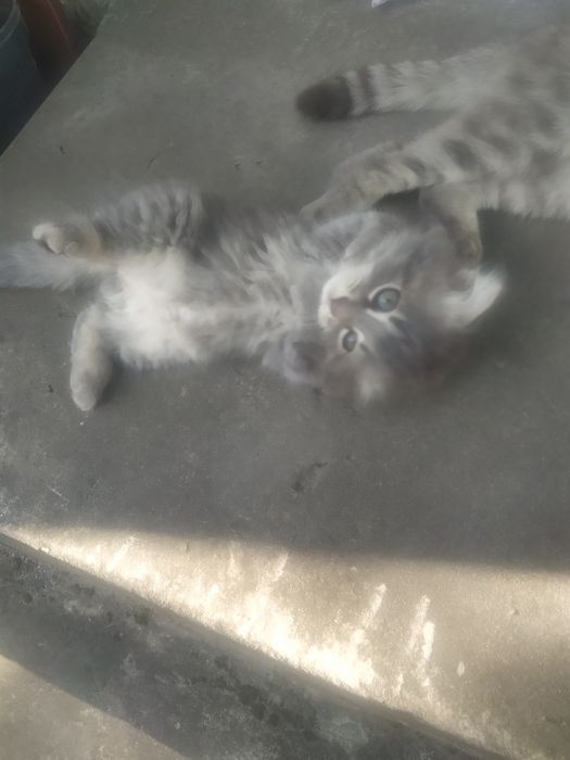 Продам шотландське висловухе кошеня